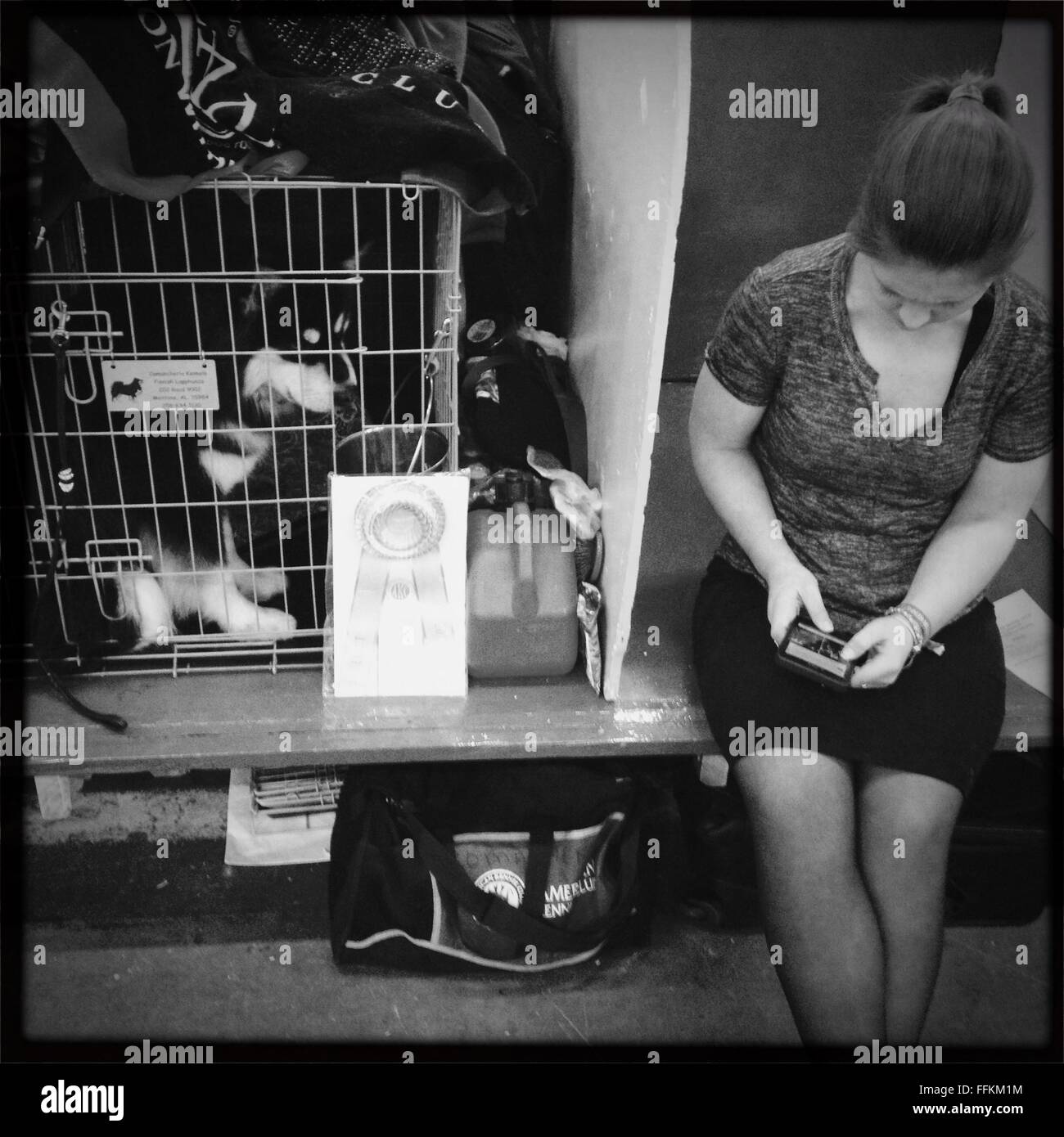 Backstage at the Westminster Dog Show 2016 in new York city Stock Photo