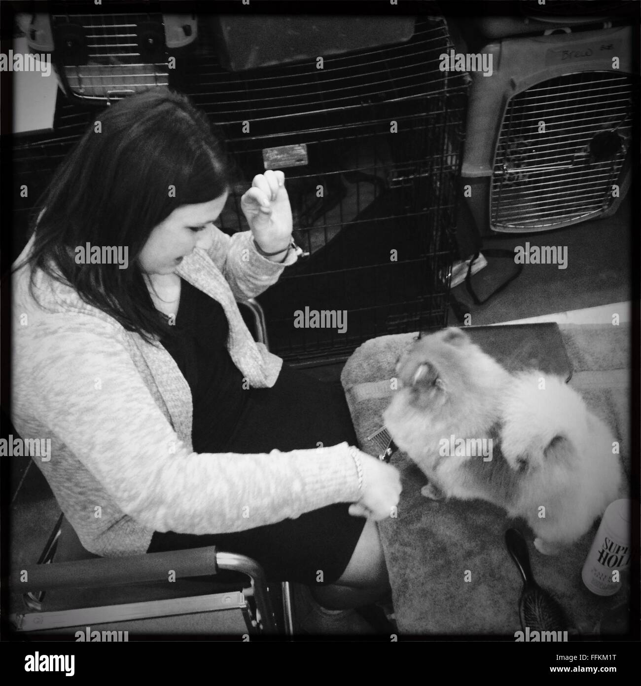 Backstage at the Westminster Dog Show 2016 in new York city Stock Photo
