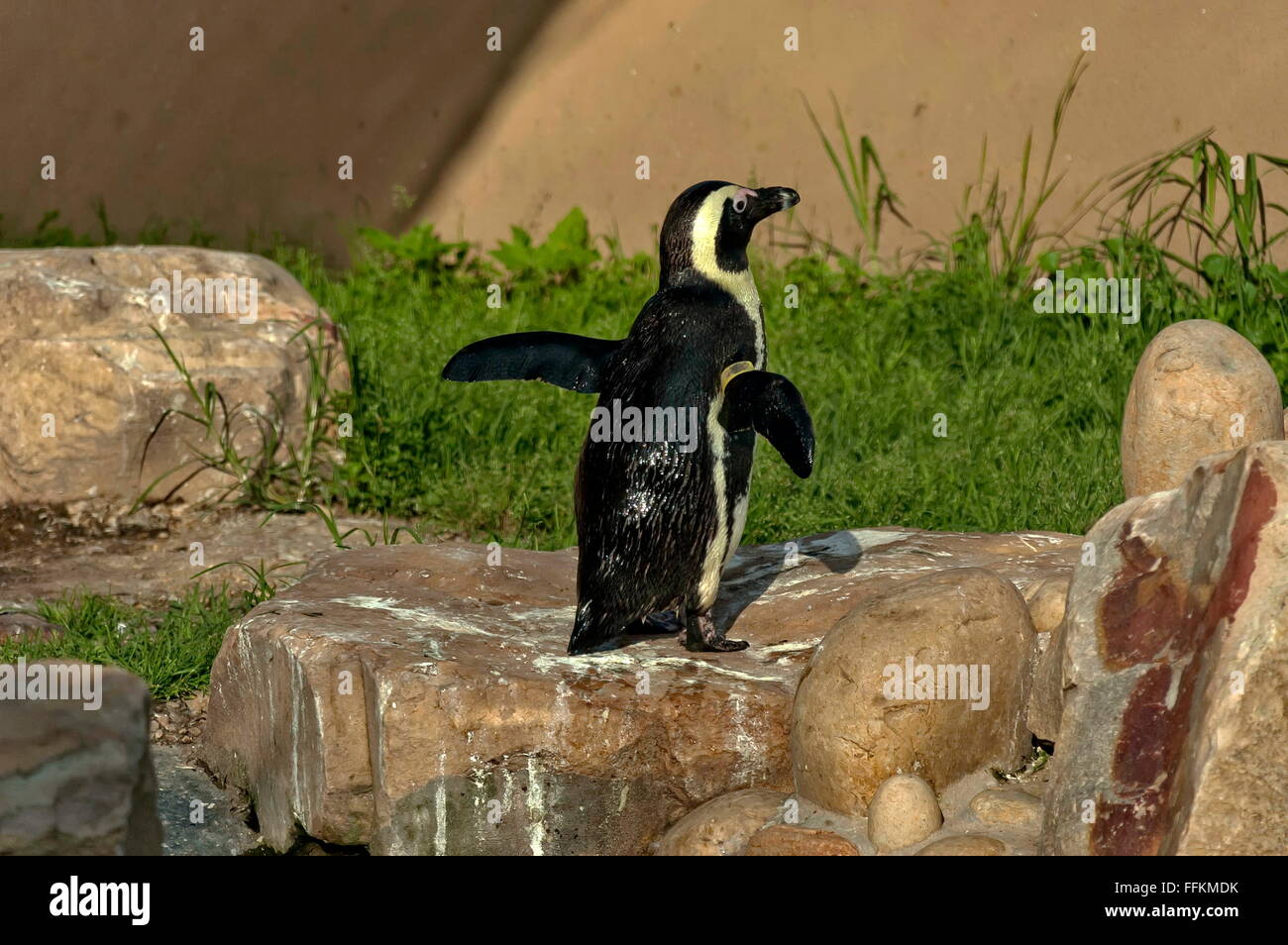 Penguin after water bath in Tenikwa Stock Photo