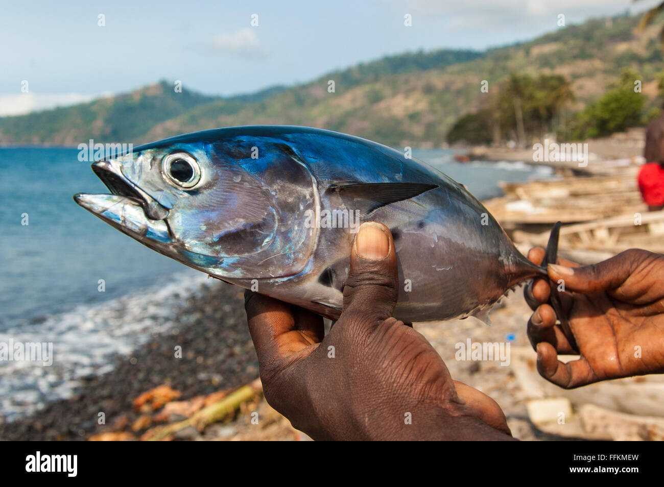 Freshly caught Albacore tuna on the hands of a local fisherman. Beach, sea and palm trees in the background. Stock Photo