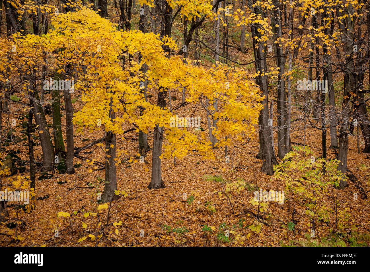 Sugar Maples glow in yellow fall color in S.E. Minnesota bluff country
