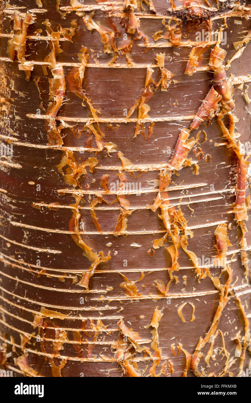 Detail of the bark of a birch tree in Northeast Oregon. Stock Photo