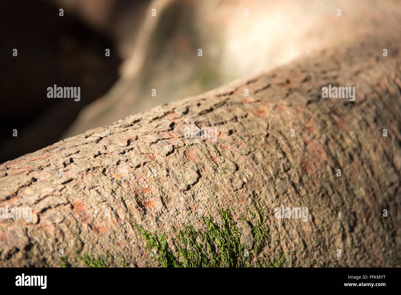 texture, woof, trunk, bole, body, frustum, tree, arbor, arbour, roots, wood, wood bark Stock Photo