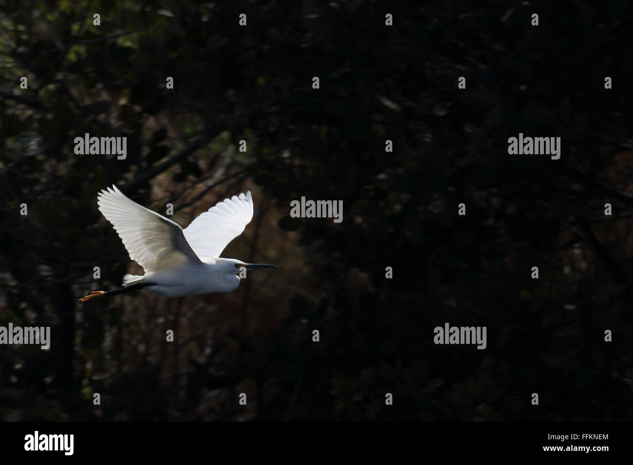 Snowy Egret flying before dark bushes Stock Photo