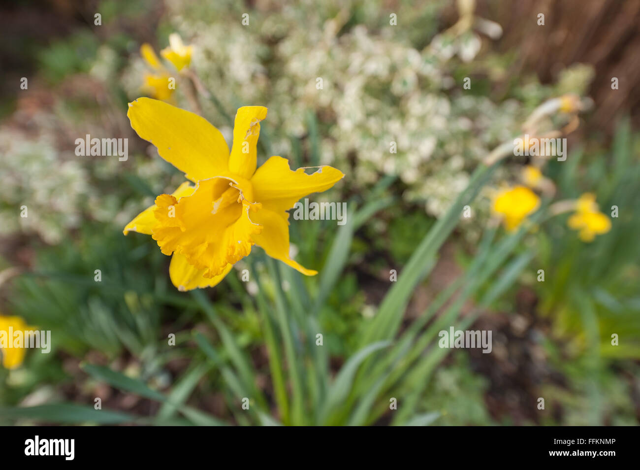 slug and snail damage eaten daffodil flower destroyed in very mild spring remains of sepals and petals Stock Photo