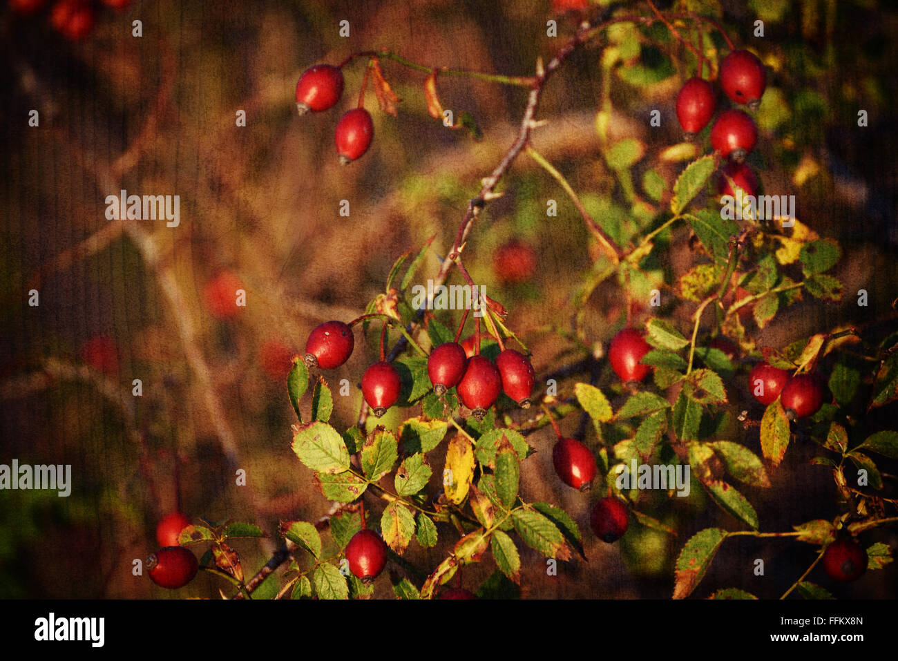 Rosehip berries background Stock Photo - Alamy