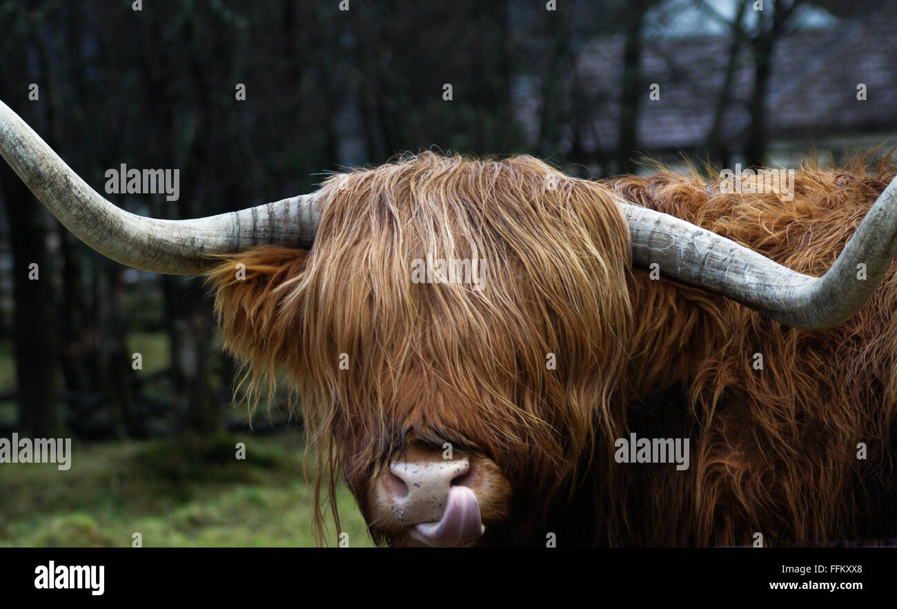 Highland Cow sticking tongue out Stock Photo