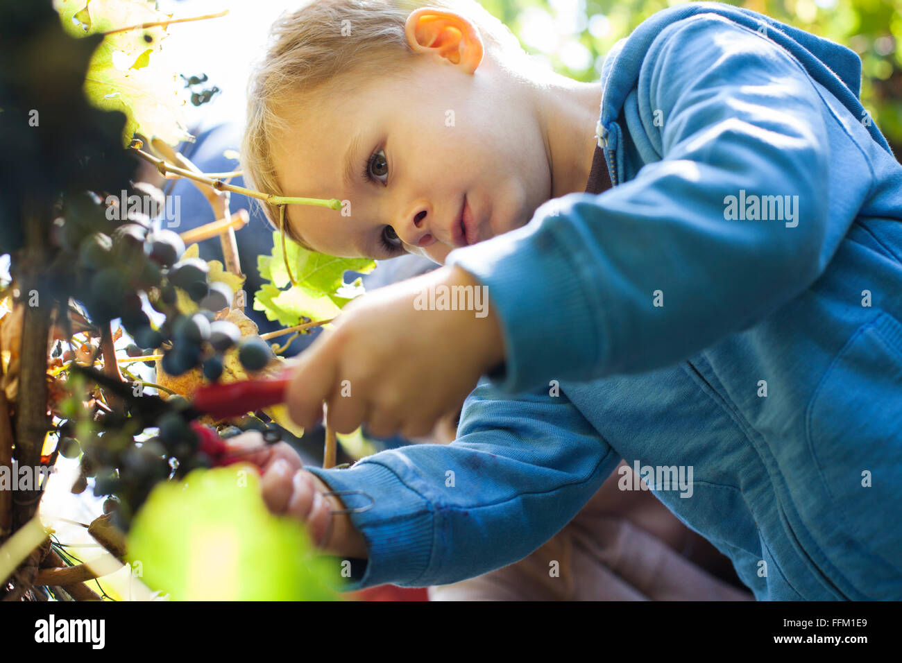 Father and son harvesting grapes together in vineyard Stock Photo Alamy