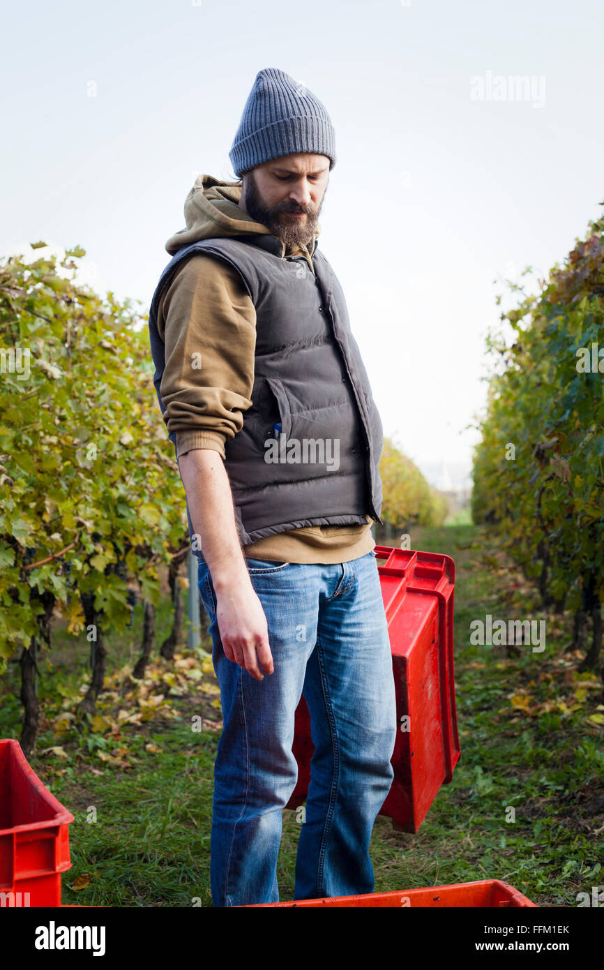 Man unloading grapes into crates in vineyard Stock Photo