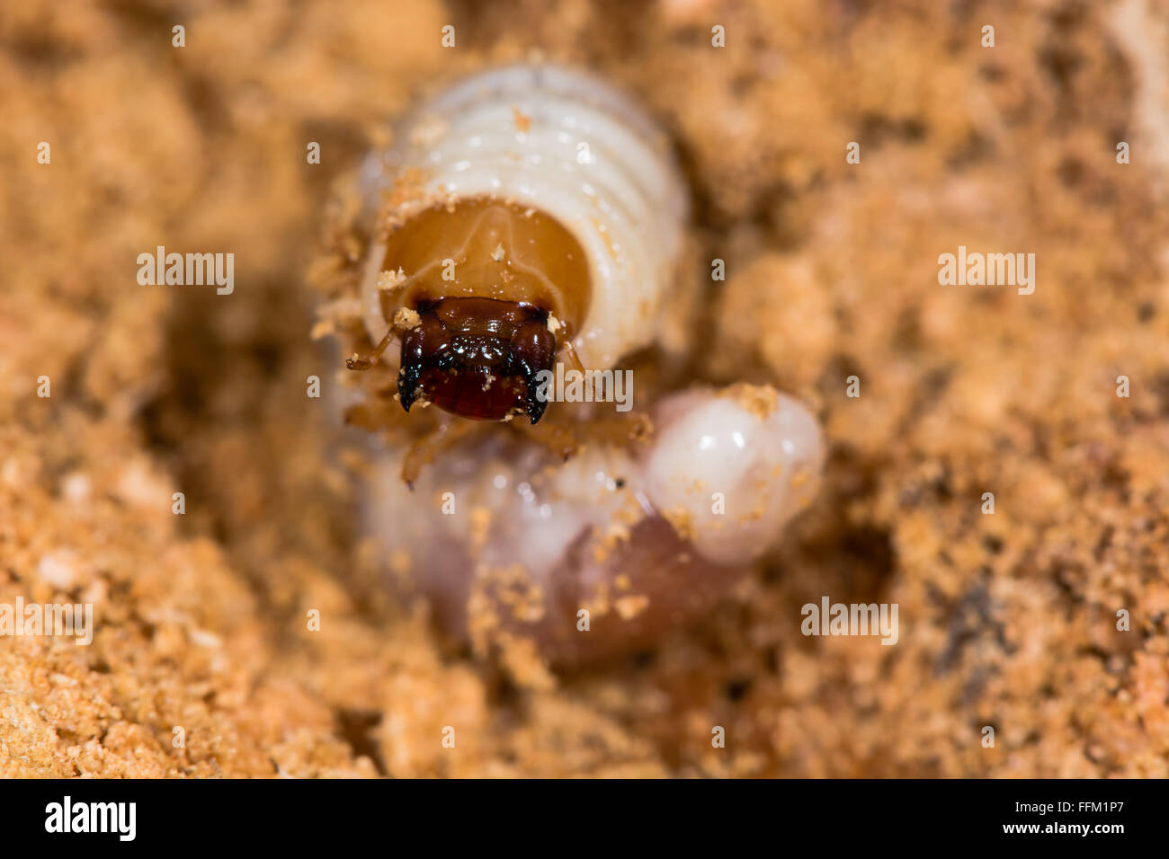 Lesser stag beetle (Dorcus parallelipipedus) larva. An exposed larva showing mandibles on rotting wood, in the family Lucanidae Stock Photo