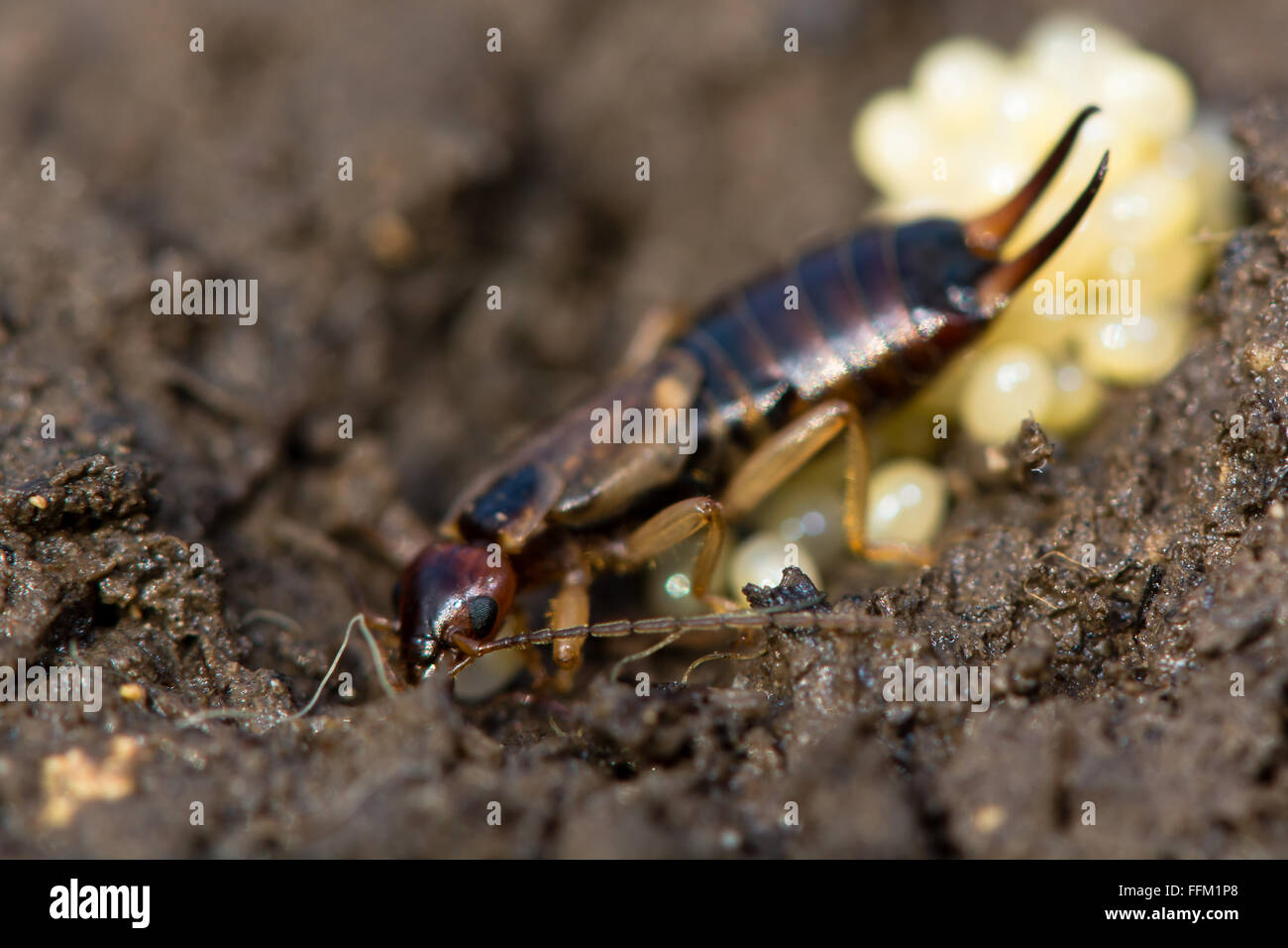 Common earwig (Forficula auricularia) with eggs. A female insect in the family Forficulidae with a nest of eggs Stock Photo