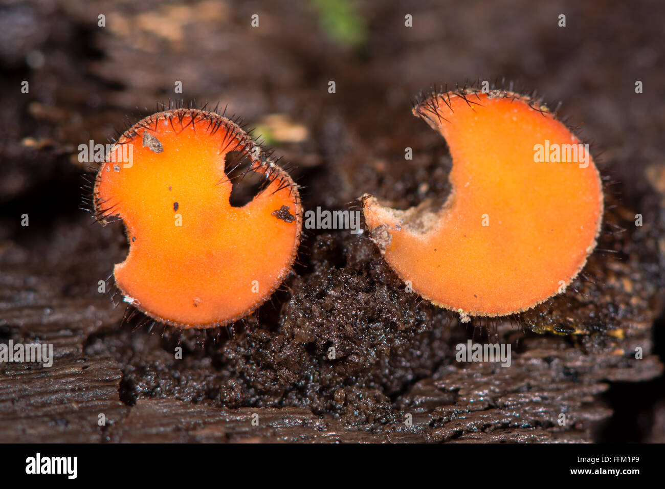Eyelash fungus (Scutellinia scutellata). A saprophytic cup fungus growing under wet rotting wood, in the family Pyronemataceae Stock Photo