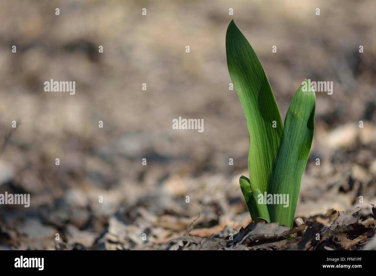 Early spring bulb emerging through leaf litter. A green shoot contrasts with a brown scene, showing early signs of Spring Stock Photo