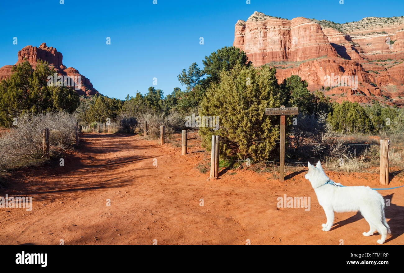 Dog on hike gazes at Bell Rock Path, with Courthouse Butte in distance on the right Stock Photo