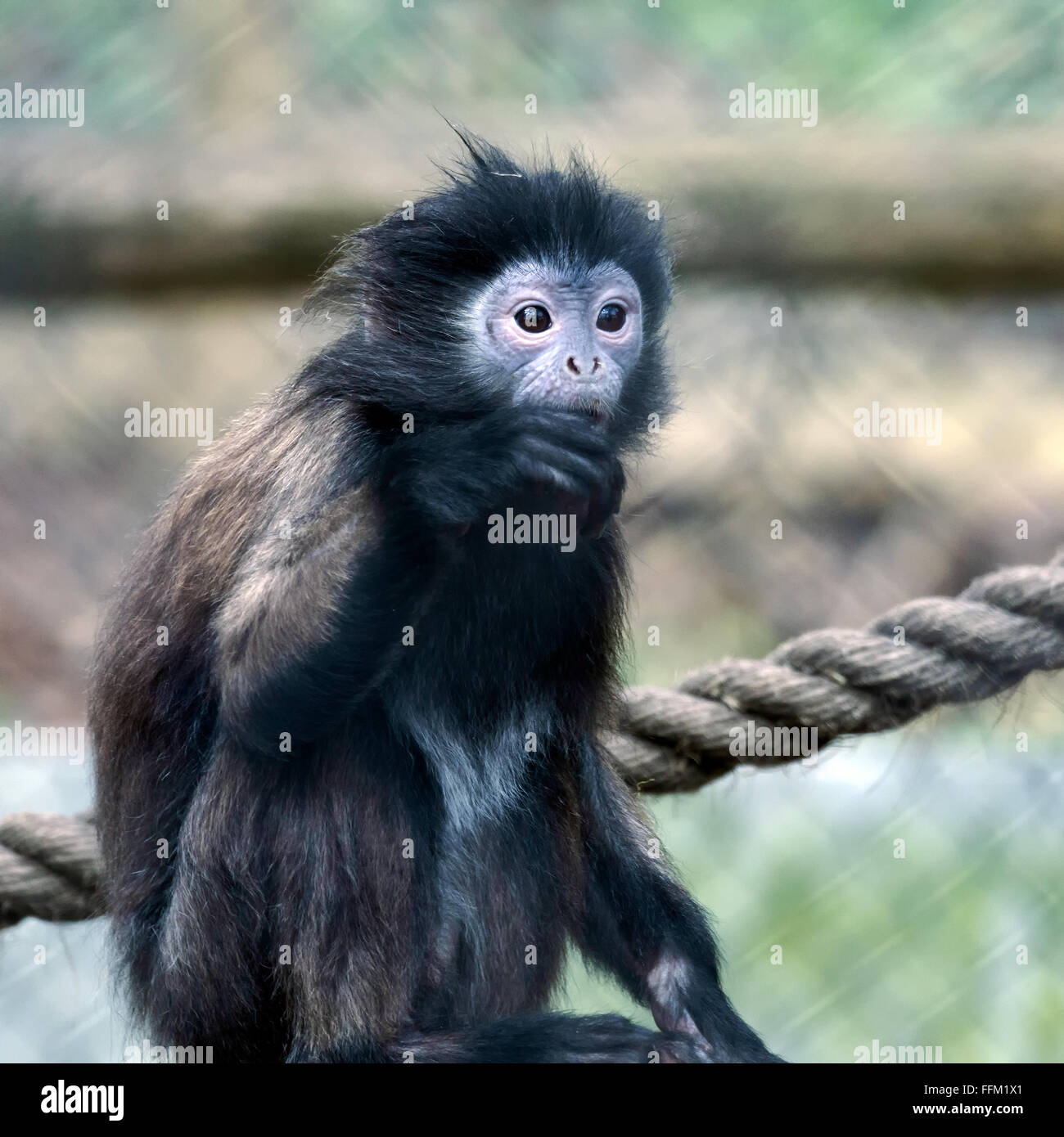 Black-Capped Capuchin Monkey (Cebus apella) Stock Photo