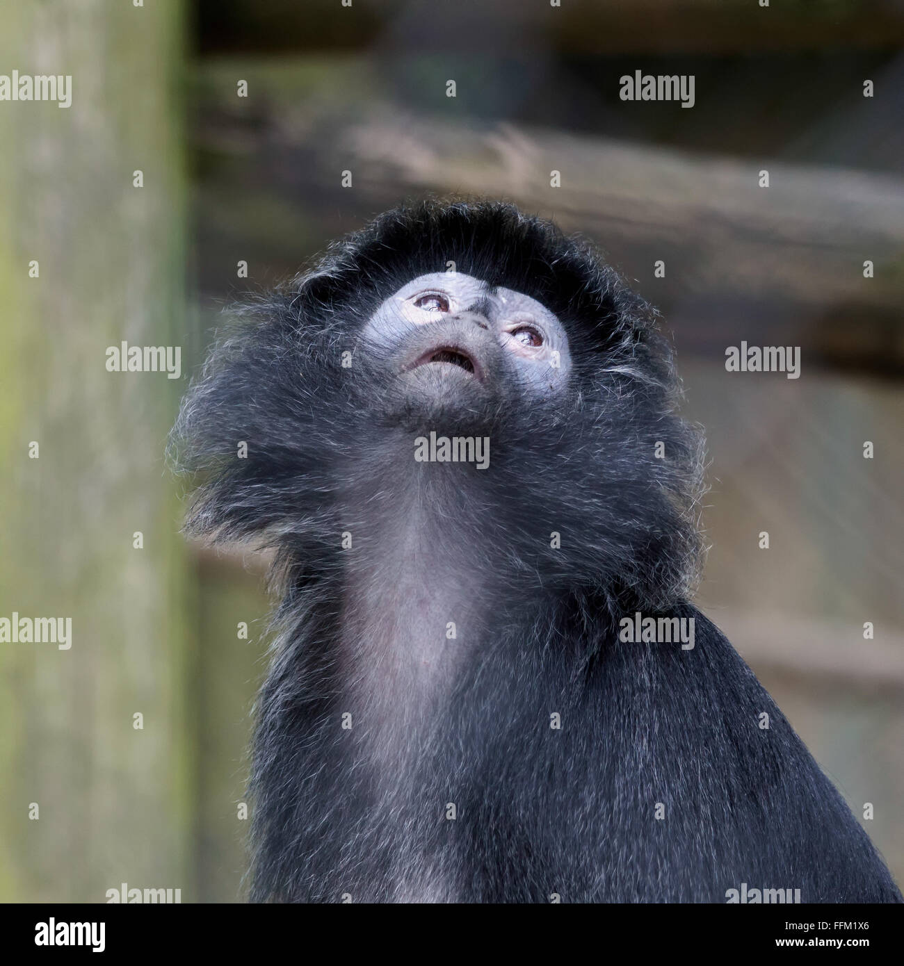 Black-Capped Capuchin Monkey (Cebus apella) Stock Photo