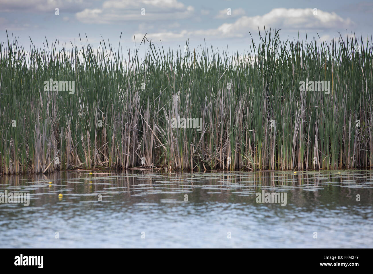 Reeds in a lake Stock Photo Alamy