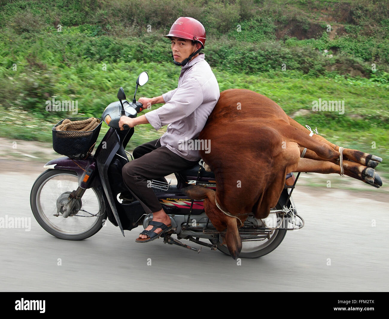 cow on a motorcycle Stock Photo - Alamy