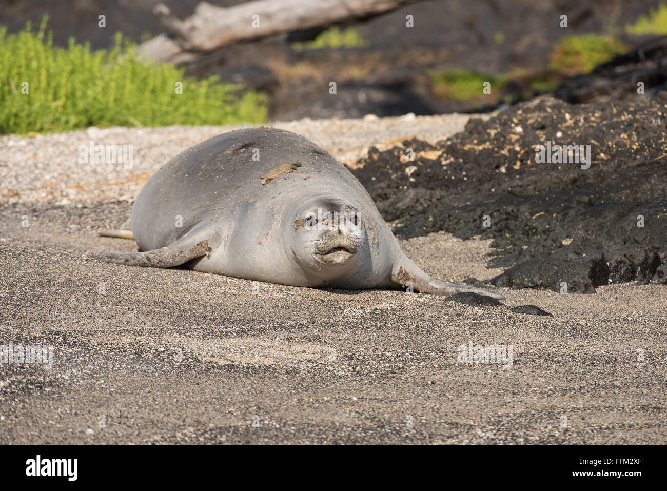 Hawaiian monk seal walking on beach, Big Island, Hawaii Stock Photo