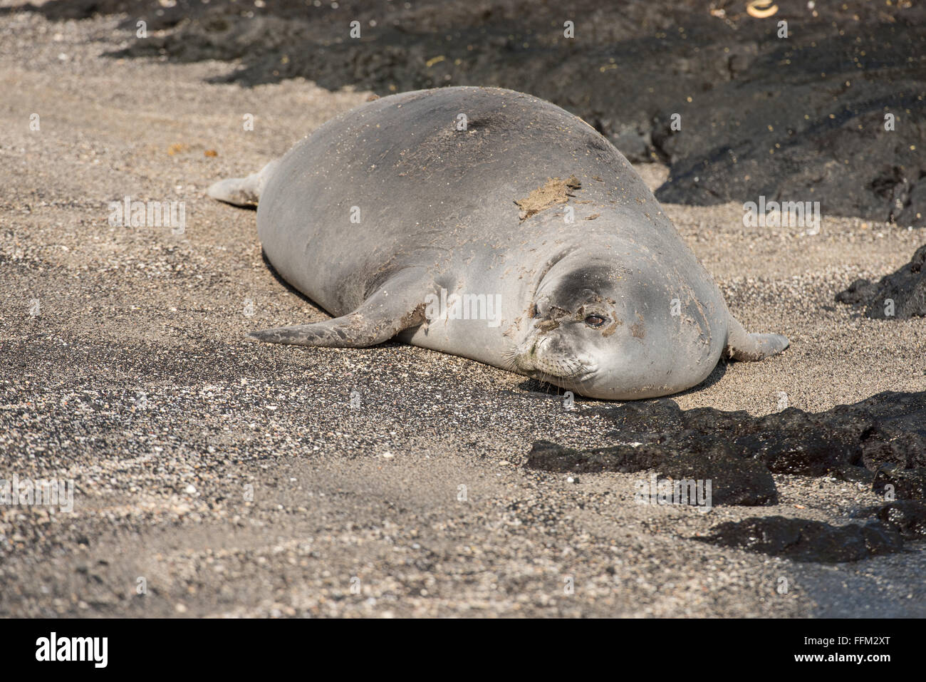 Hawaiian monk seal walking on beach, Big Island, Hawaii Stock Photo