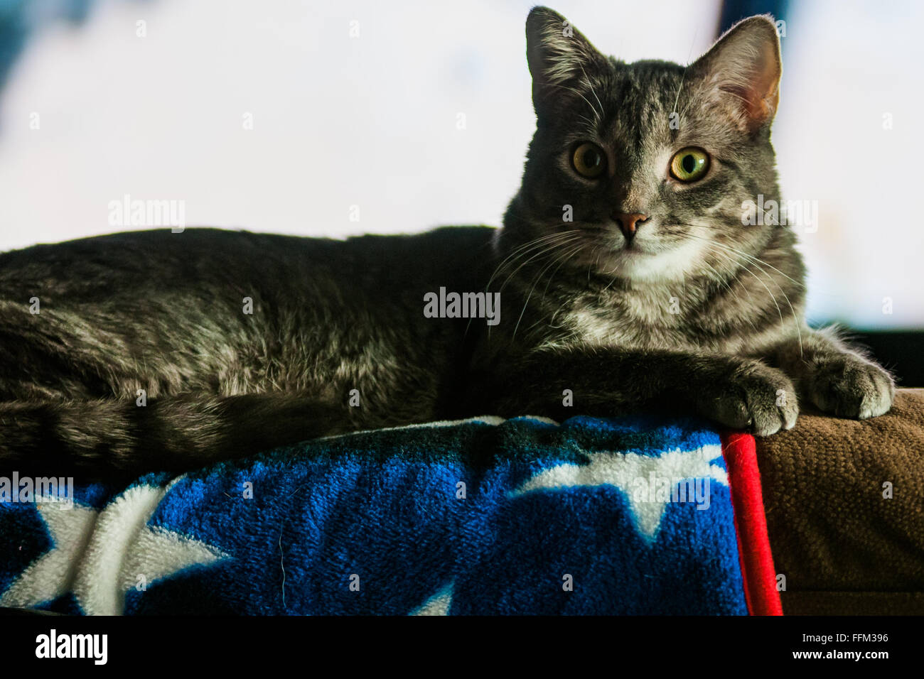 A beautiful  cat lounging on a sofa, with the light coming through the windows shines on her. Stock Photo