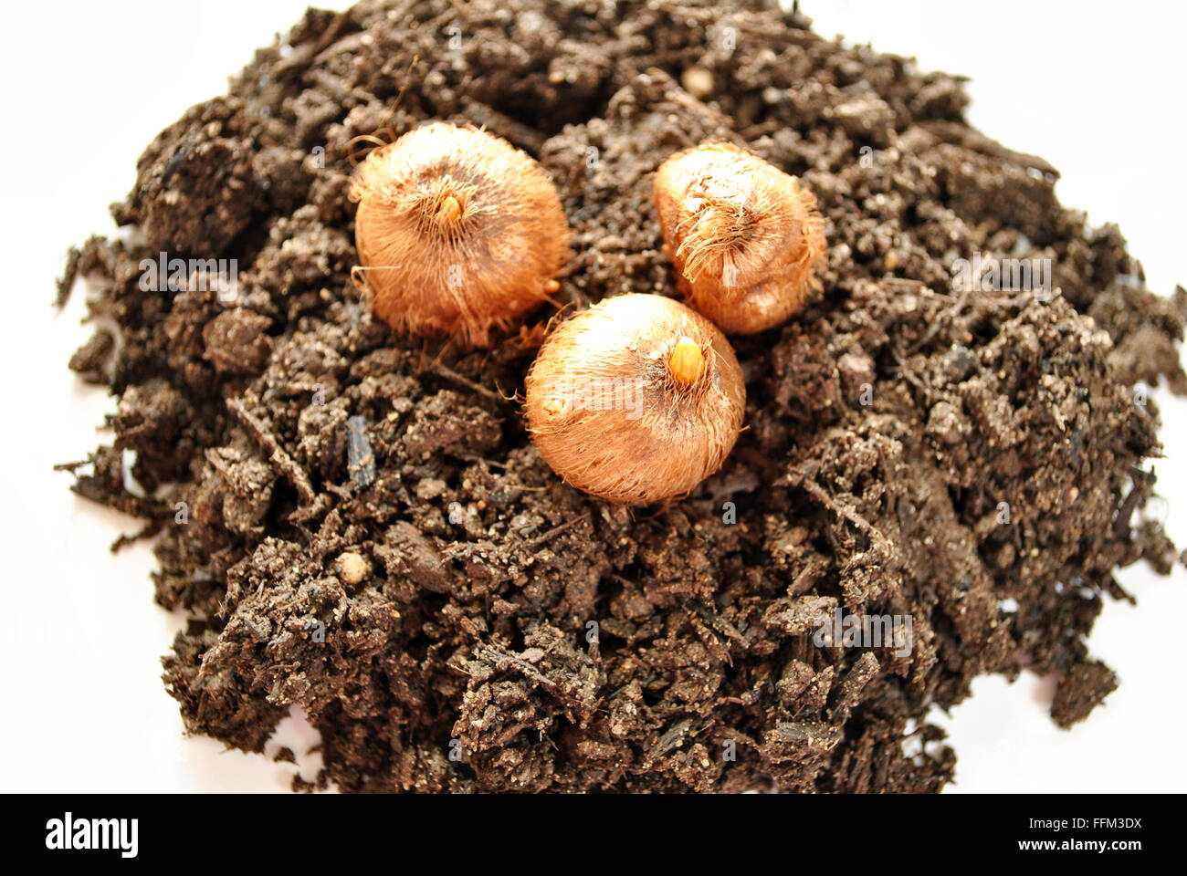 Pile of Soil with Three Flower Bulbs on Top Stock Photo Alamy