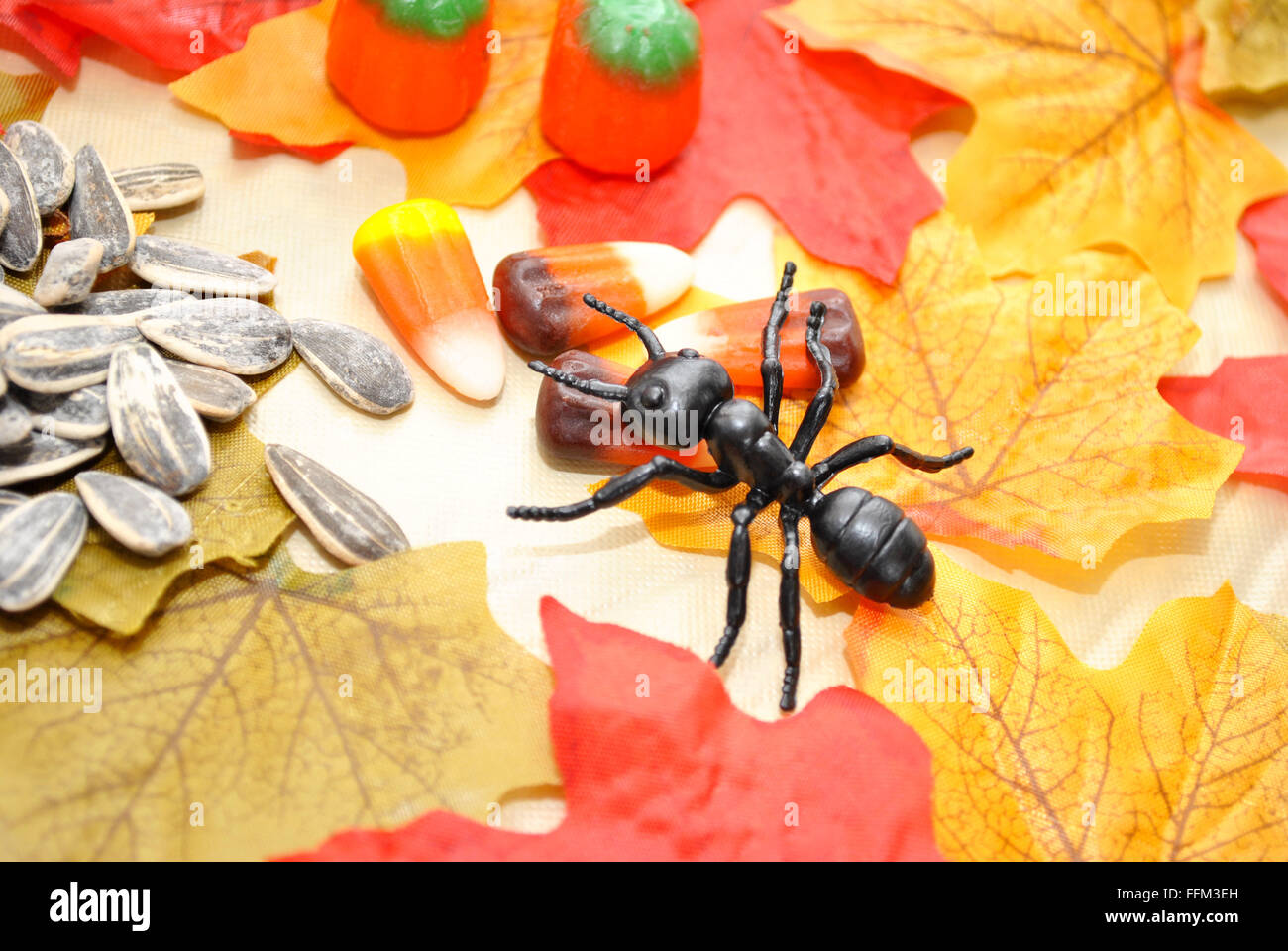 Fall Ant Looking for Food Stock Photo