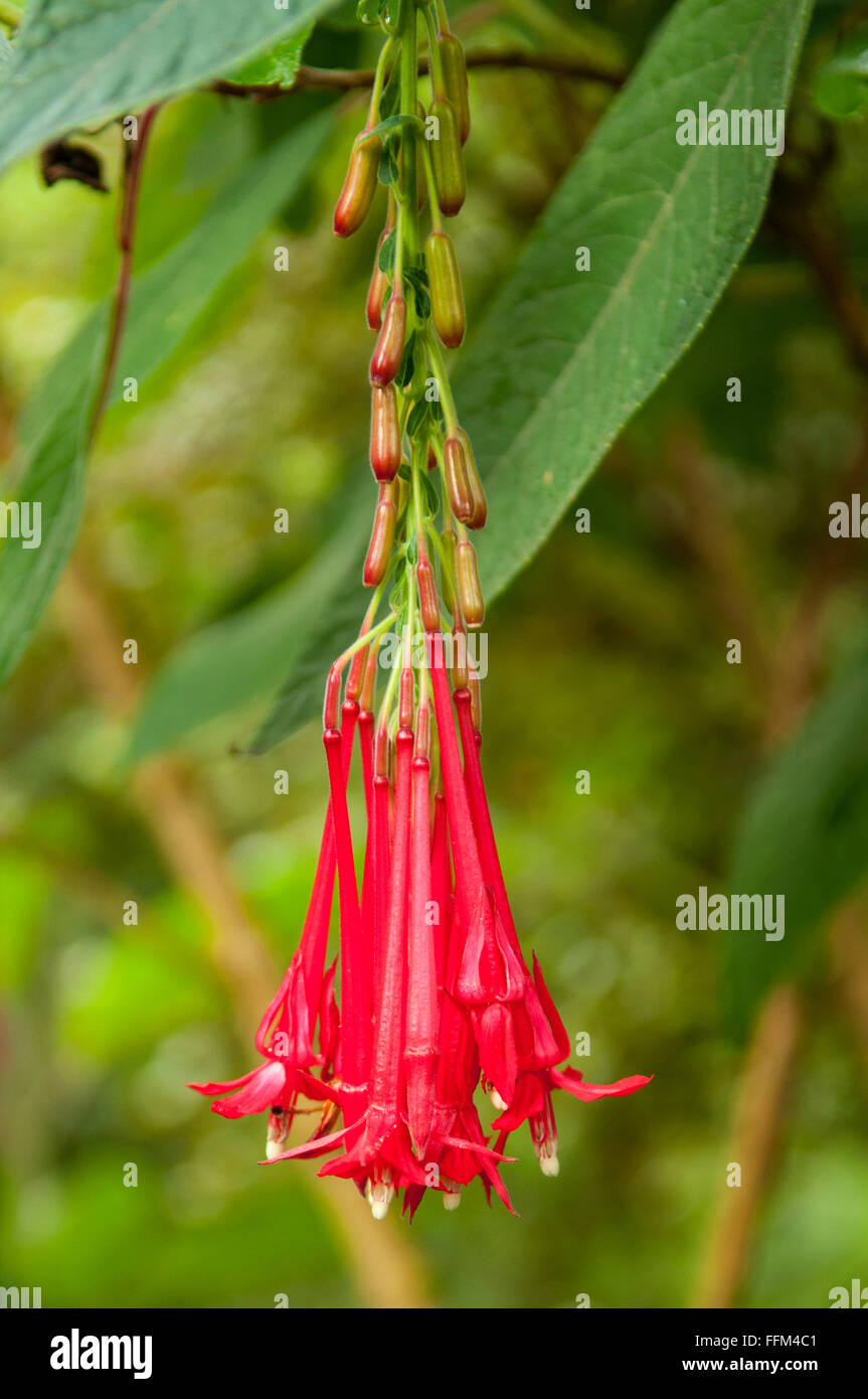 Fuchsia boliviana Stock Photo