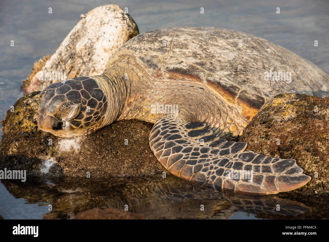 Sea turtle salt gland hires stock photography and images Alamy