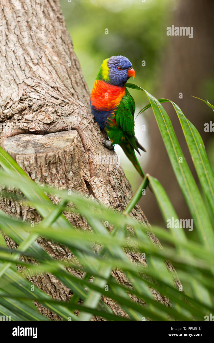 Rainbow Lorikeet perched on a tree trunk Palm Beach New South Wales Australia Stock Photo