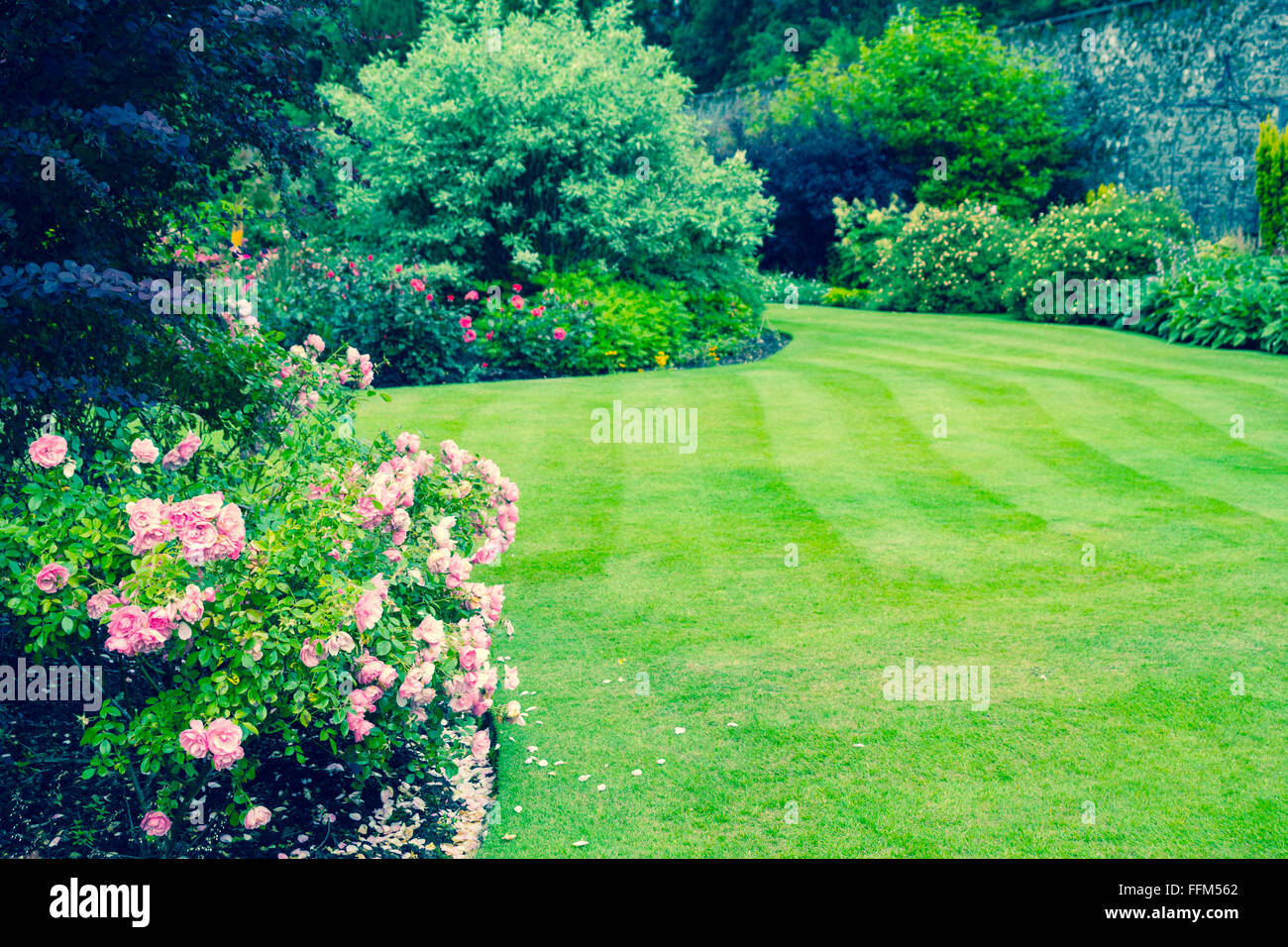 Lovely light pink roses bushes in victorian garden Stock Photo Alamy