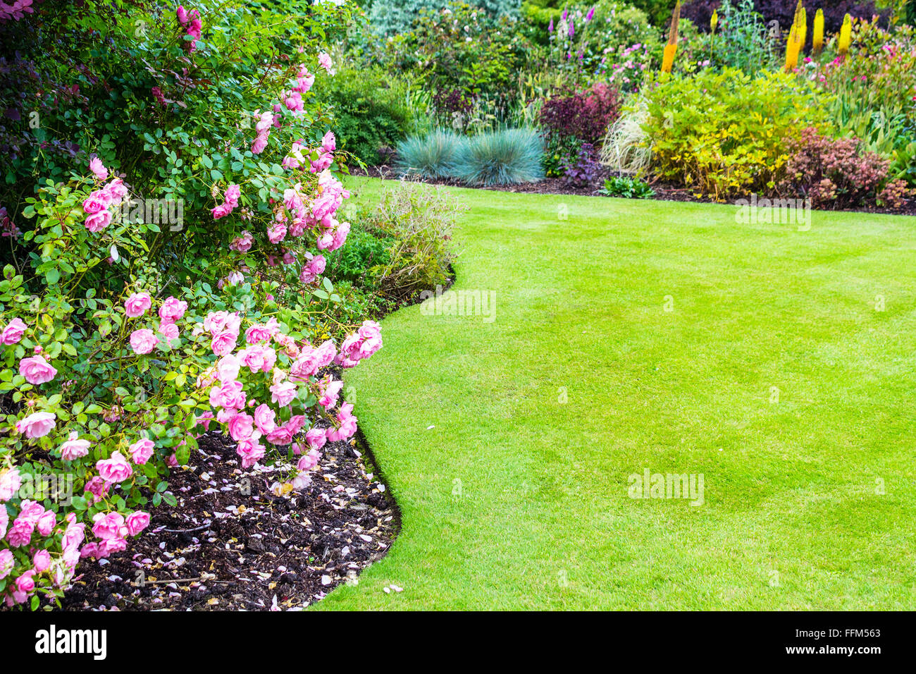 Lovely light pink roses bushes in victorian garden Stock Photo Alamy