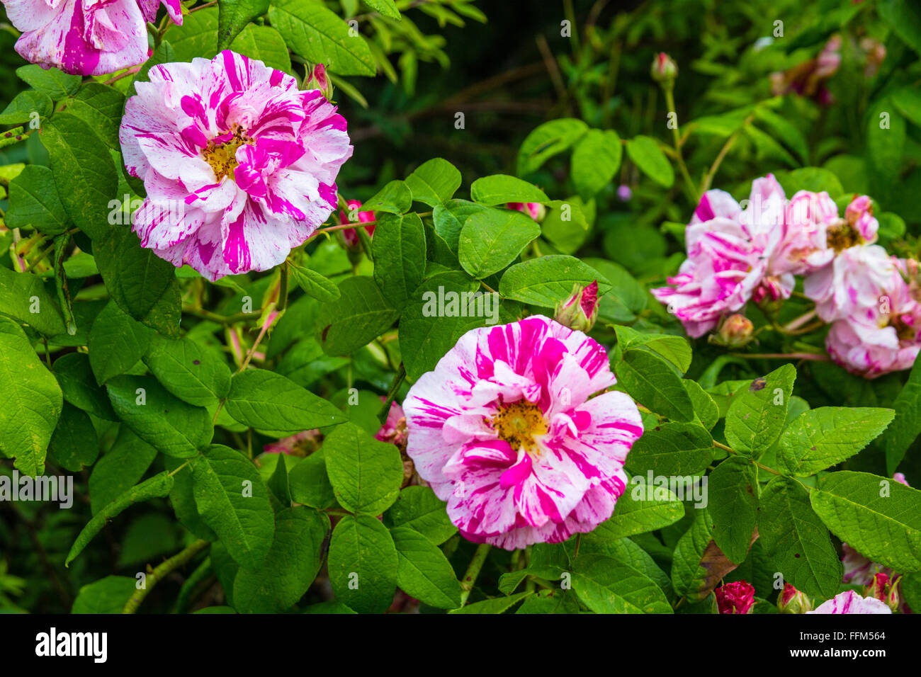 Pink wild roses bush close up Stock Photo