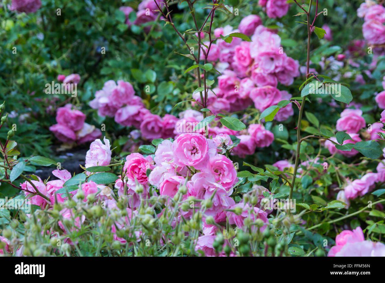 Lovely pink roses bush close up Stock Photo - Alamy