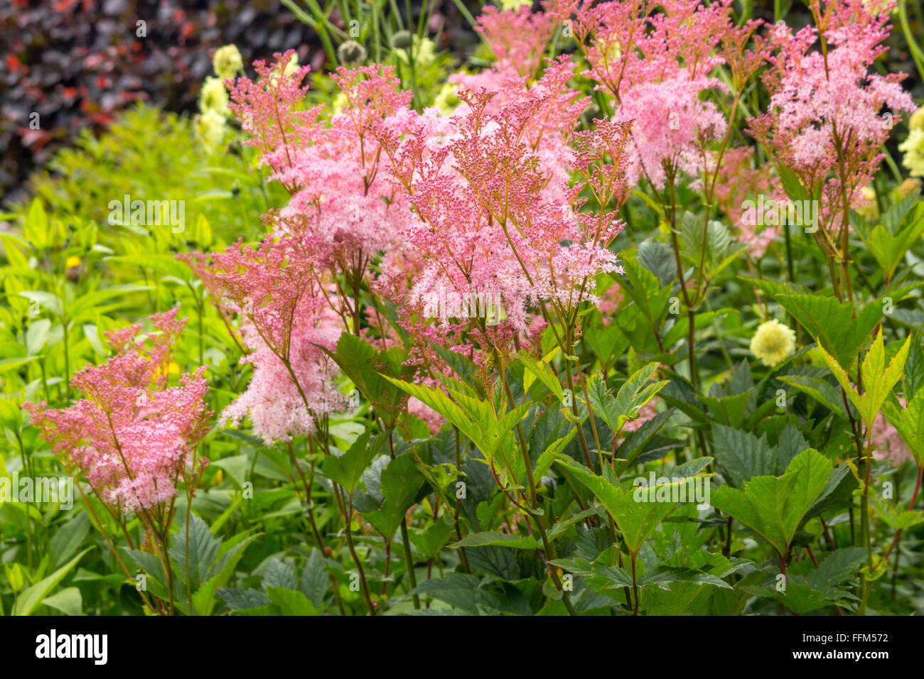 Filipendula rubra 'Venusta', pink grass in the old garden Stock Photo