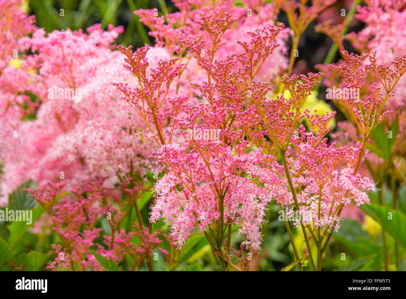 Filipendula rubra 'Venusta', pink grass in the old garden Stock Photo