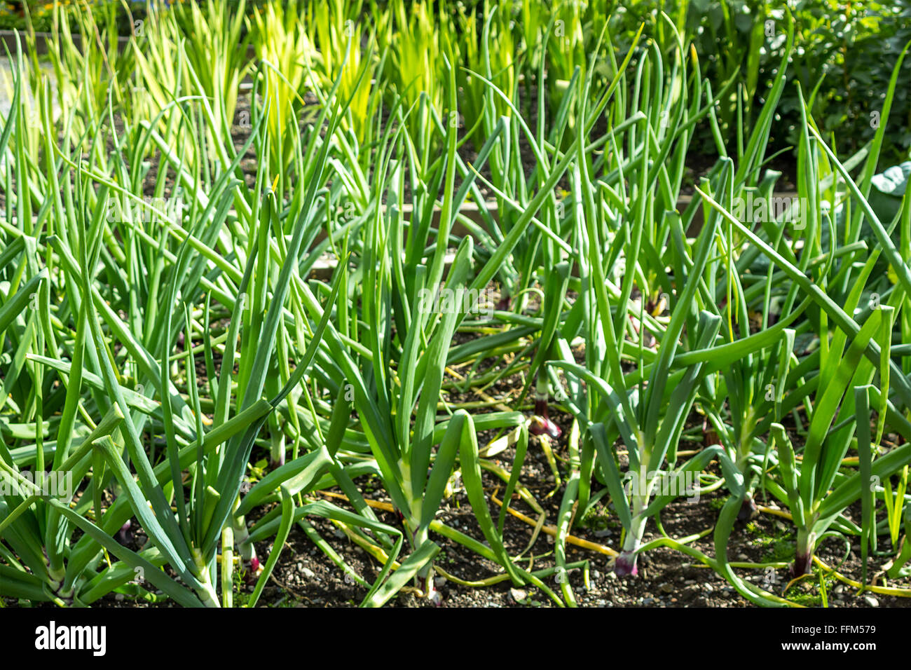 green onions growing in the garden Stock Photo - Alamy