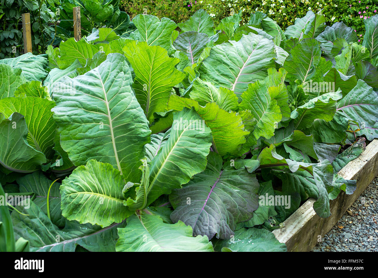 Cabbage growing in the garden close up Stock Photo