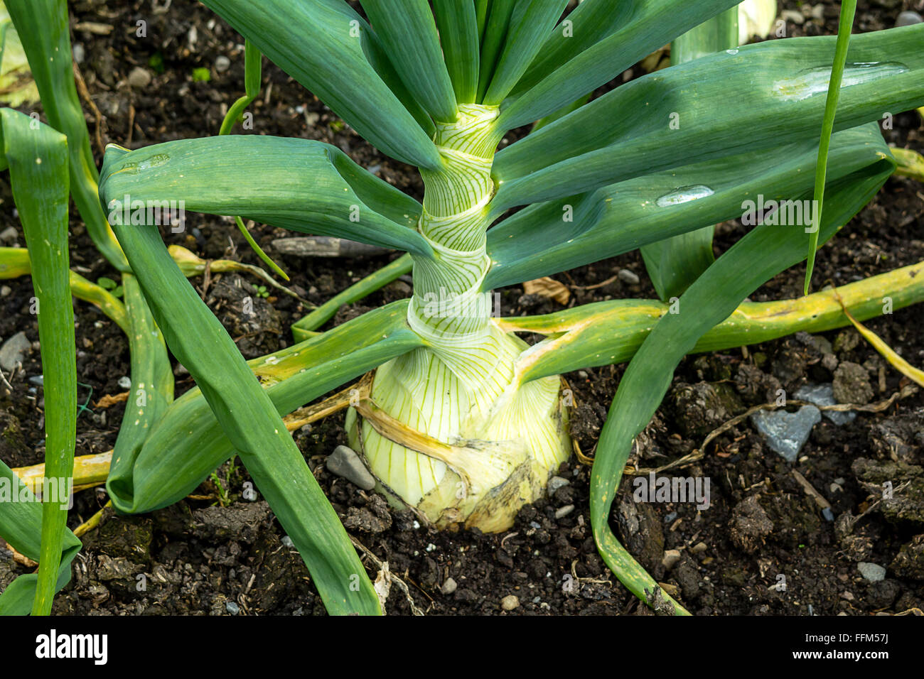 green onions growing in the garden Stock Photo - Alamy