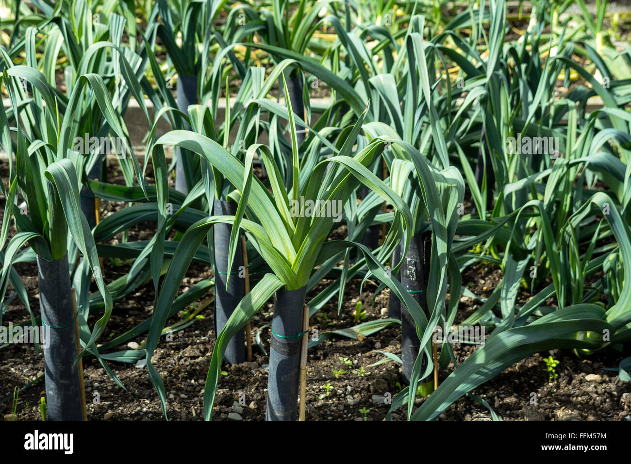 Leek growing in the garden Stock Photo