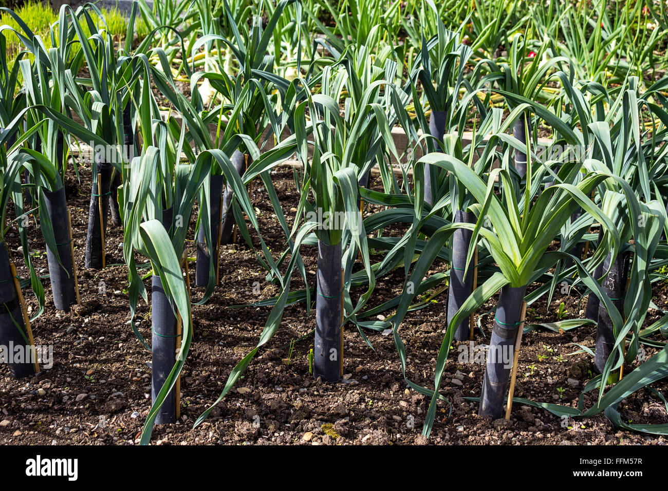 Leek growing in the garden Stock Photo