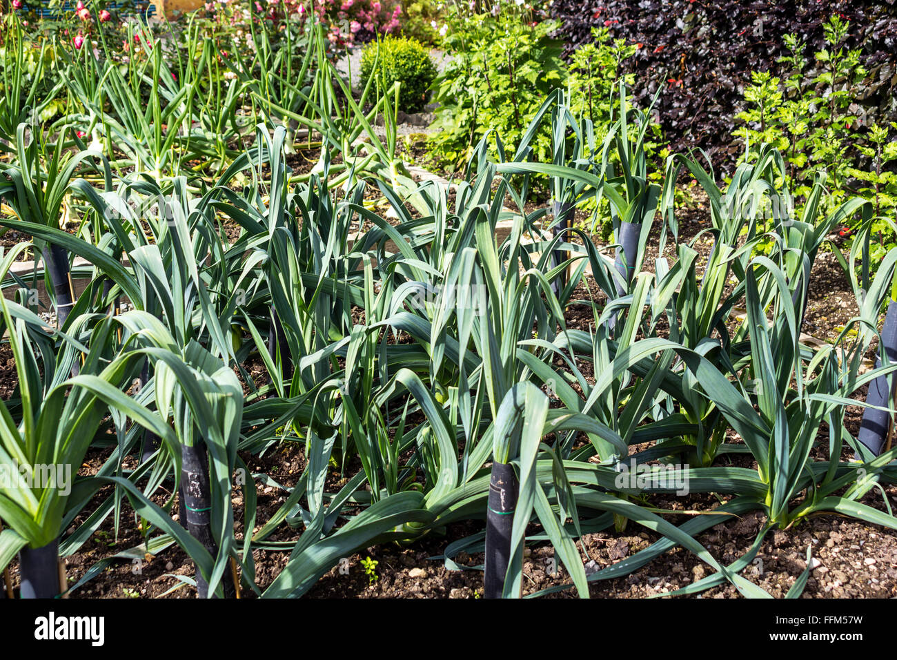 Leek growing in the garden Stock Photo