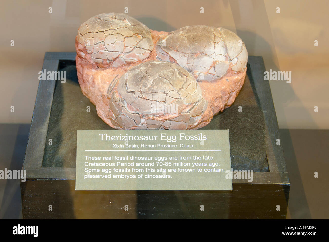 Fossil dinosaur nest hi res stock photography and images Alamy