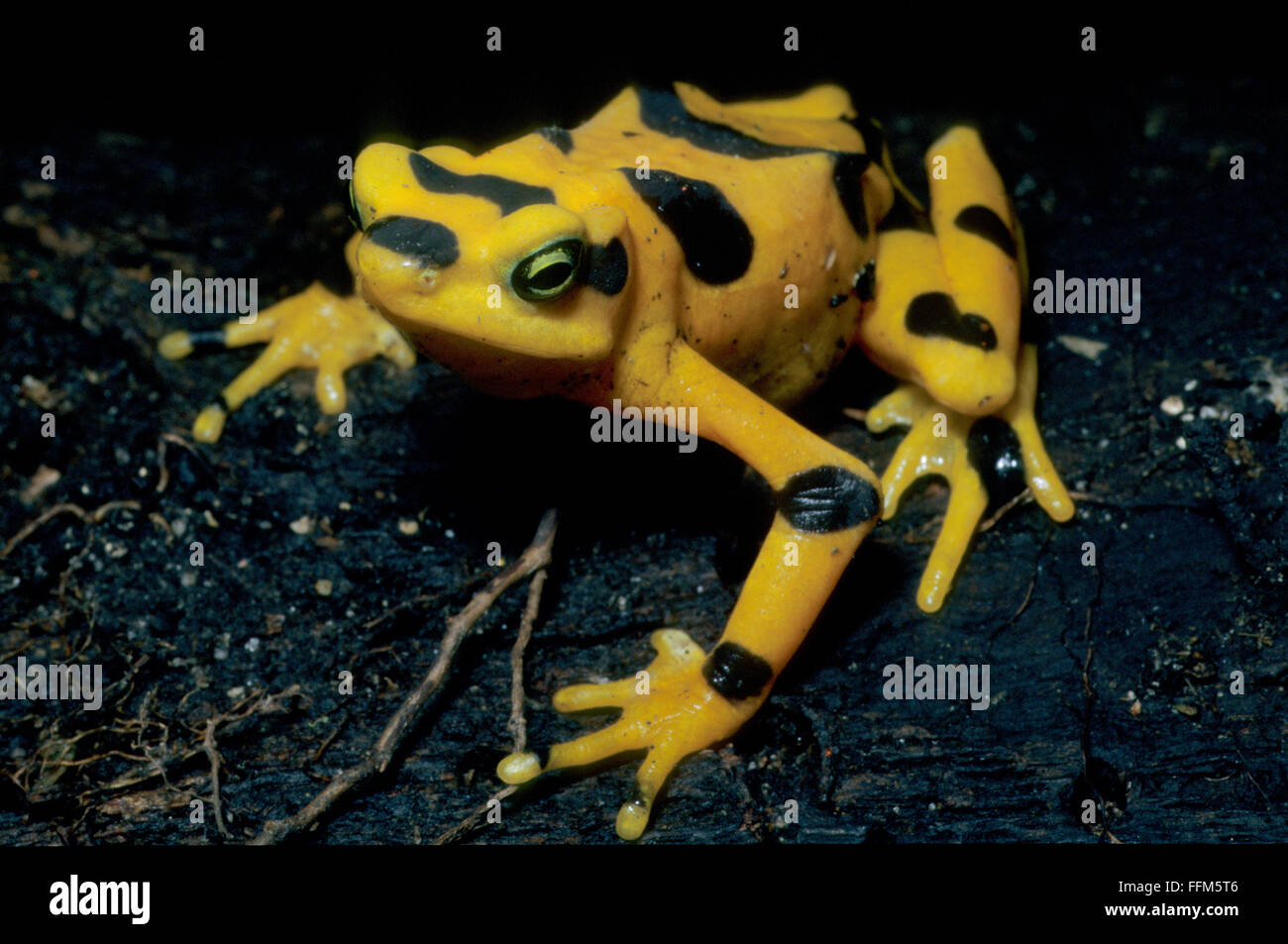 golden toad stock photos golden toad stock images alamy