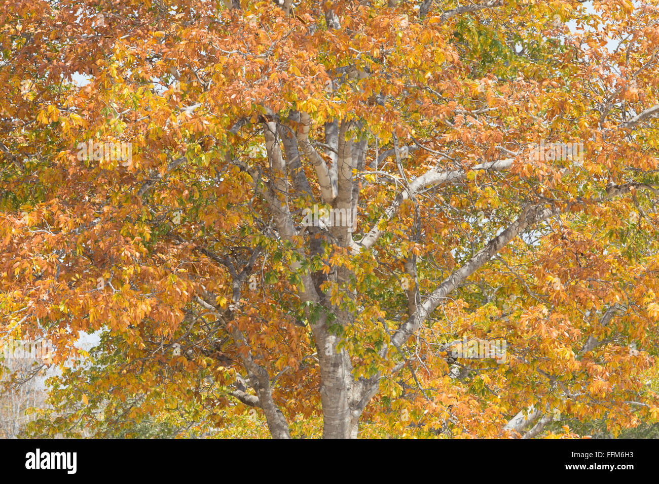 Detial of miombo woodland trees in autumn colours Stock Photo - Alamy