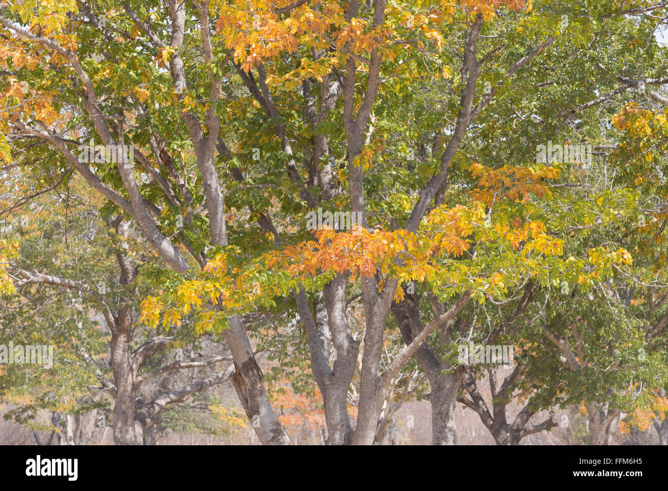 Miombo woodland hi-res stock photography and images - Alamy