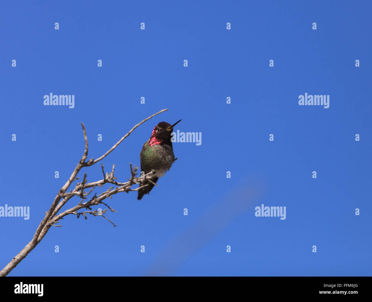 Male Anna’s Hummingbird, Calypte anna, is a green and red bird sitting in a tree at the San Joaquin wildlife sanctuary, Southern Stock Photo