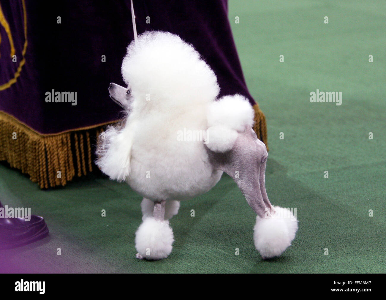 toy poodle show dog