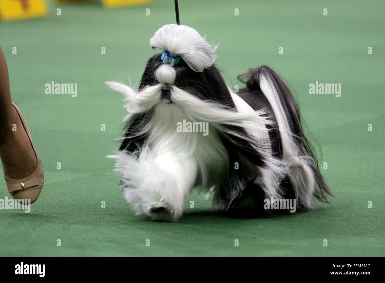 New York, USA. 15th February, 2016. GCH Wenrick's Don't Stop Believing, A Shih Tzu during the Toy group competition at the Westminster Dog Show at Madison Square Garden, Monday February 15, 2016. He took first place in the group. Credit:  Adam Stoltman/Alamy Live News Stock Photo