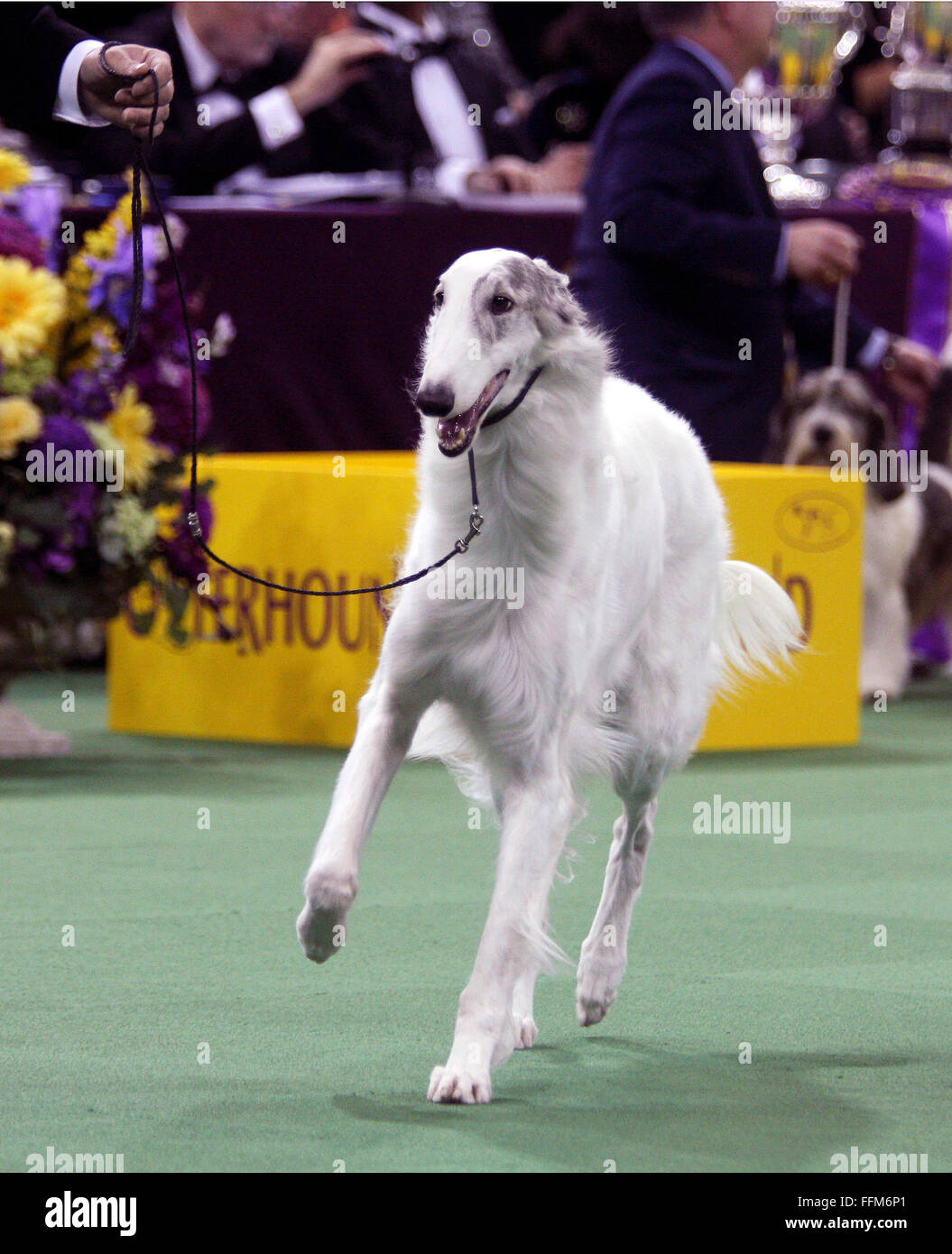 Ffm Saluki Ffm Saluki